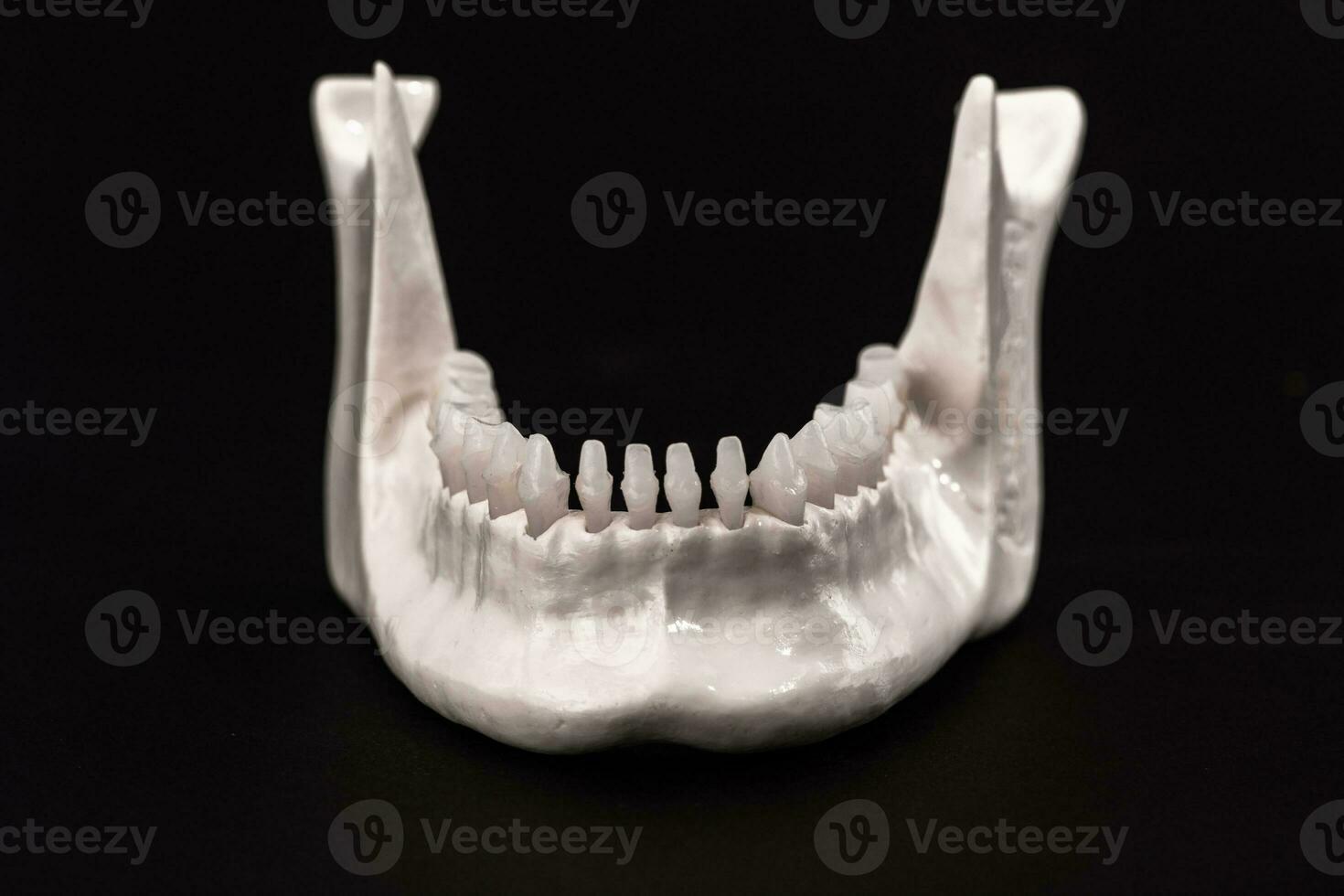 inférieur Humain mâchoire avec les dents anatomie modèle isolé sur noir Contexte. en bonne santé dents, dentaire se soucier et orthodontique médical soins de santé concept. photo