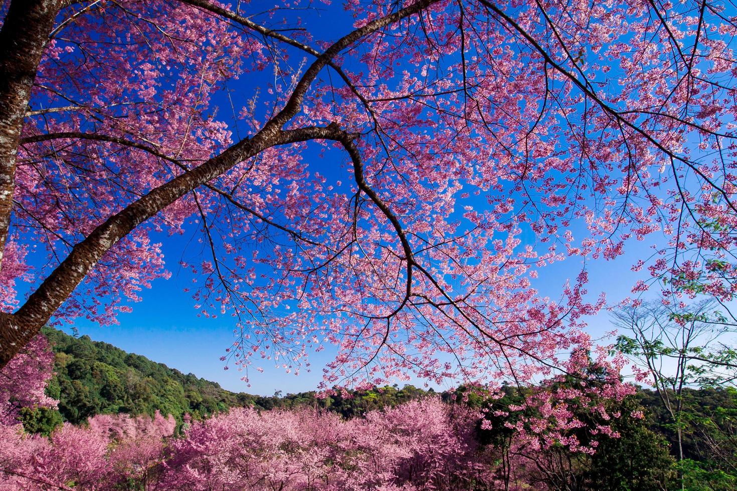 belles fleurs de cerisier photo