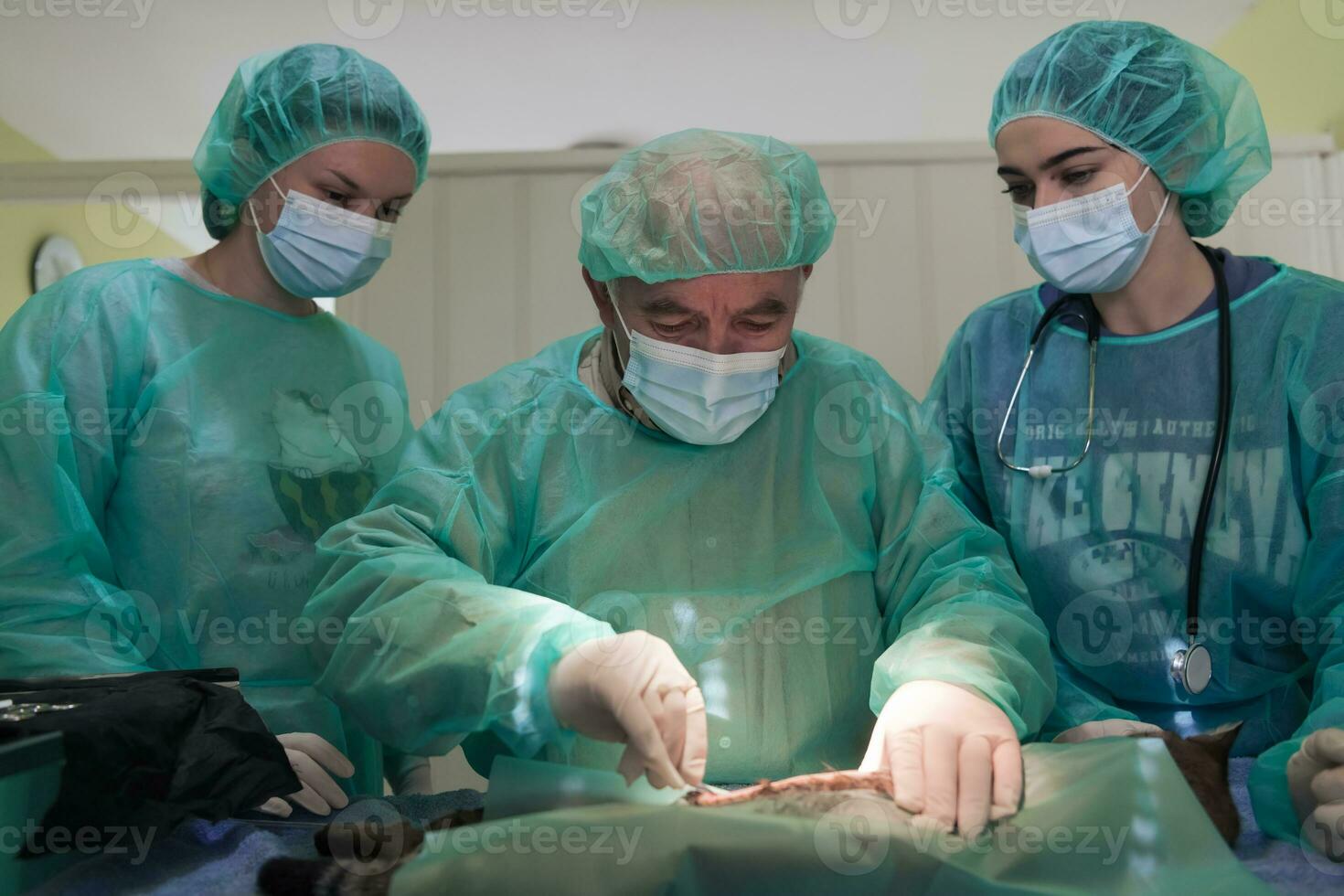 véritable chirurgie abdominale sur un chat en milieu hospitalier photo