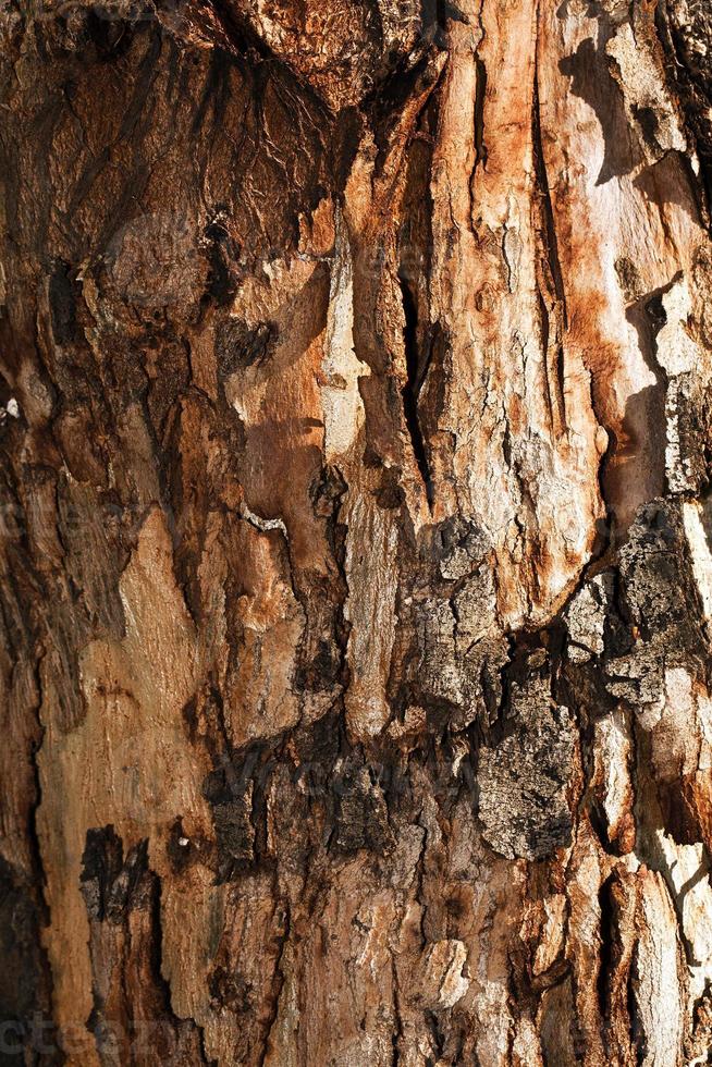 tronc d'écorce de bois d'arbre naturel photo