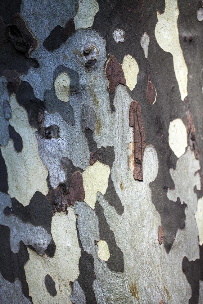 tronc d'écorce de bois d'arbre naturel photo