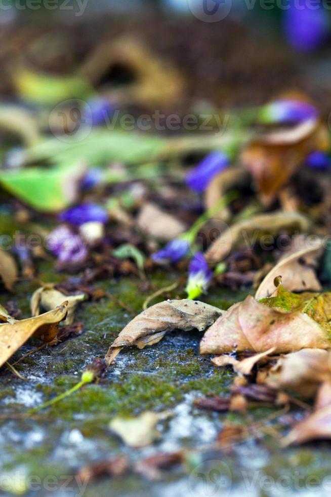 automne automne feuilles sèches concept de flore saisonnière photo