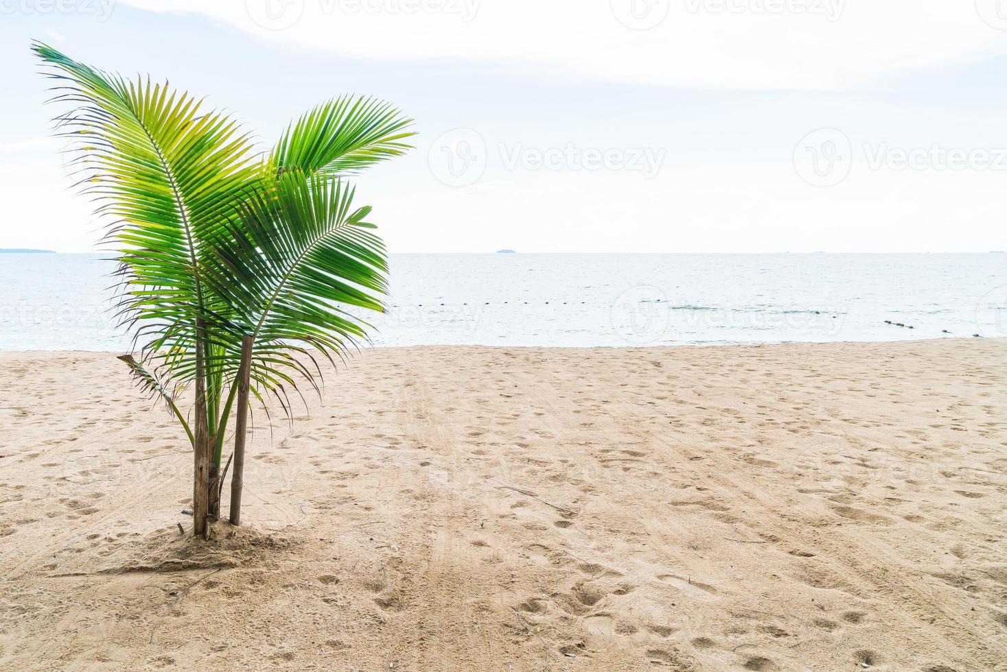 Palm et plage tropicale à Pattaya en Thaïlande photo