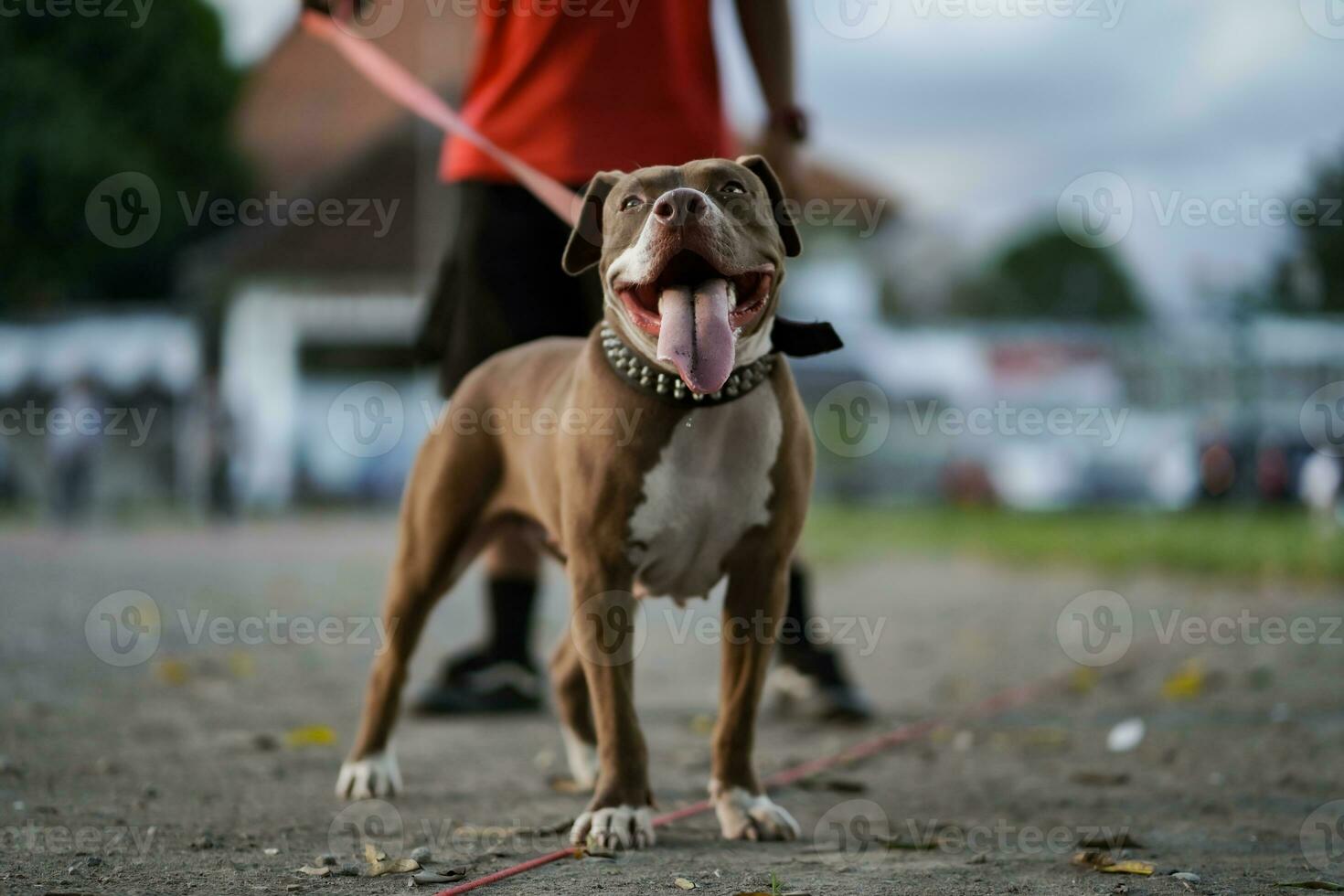 fermer, une marron pitbull chien cette le sien propriétaire est en jouant avec dans le ville. photo