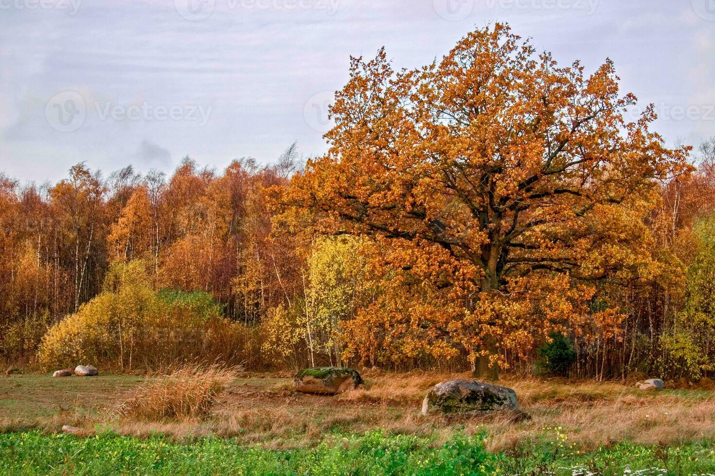 élégant gros épais chêne dans le tomber dans or feuilles contre le Contexte de le l'automne bouleau forêt. dans le premier plan vert herbe. sur le sol sont grand des pierres. photo