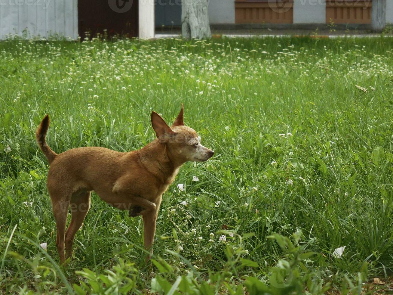 le chien sur une marcher dans le parc regards une façon photo