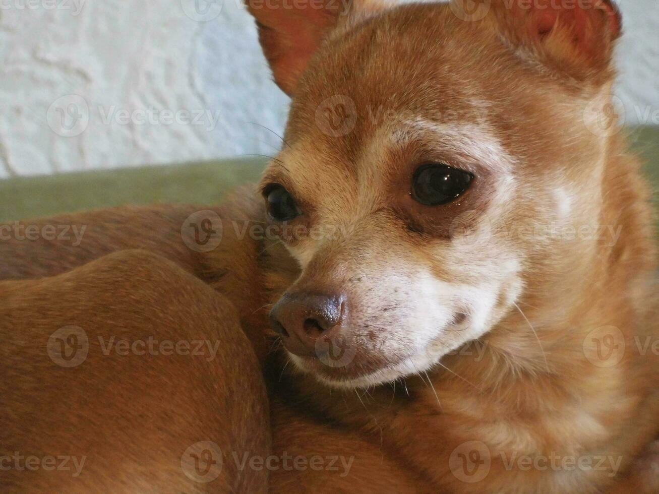 petit chien avec une enthousiaste œil photo