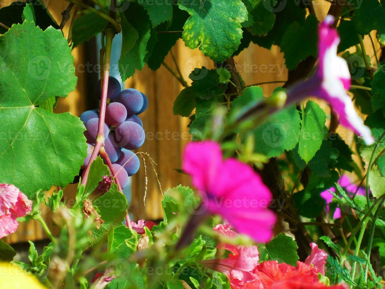 bouquet de violet les raisins parmi le feuilles et fleurs photo