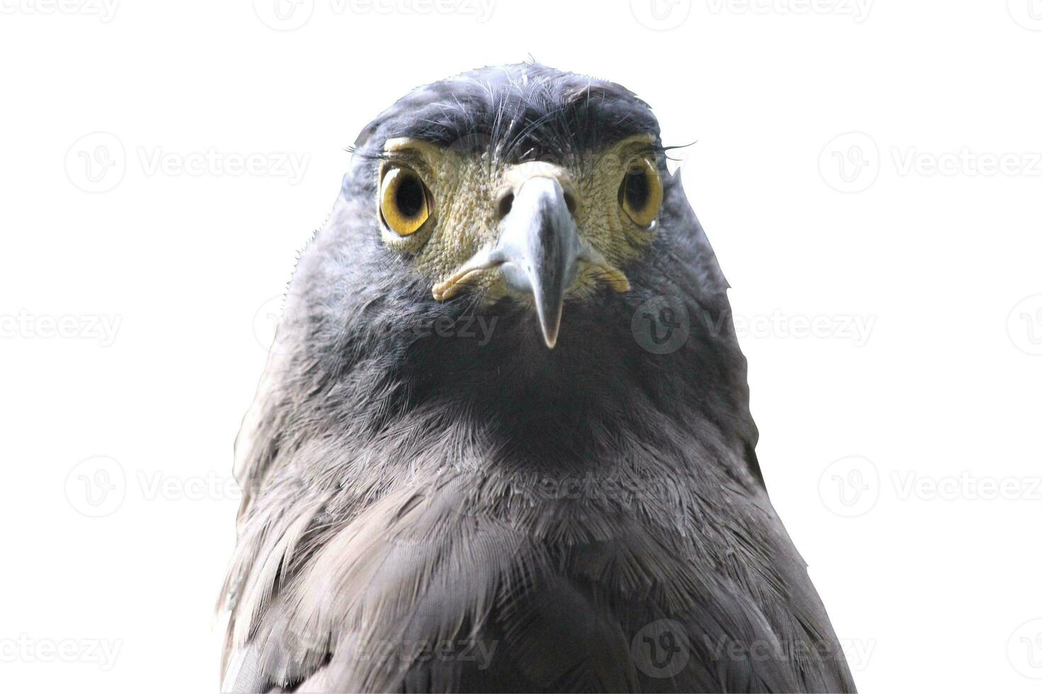 Aigle dans le zoo sur une blanc Contexte photo