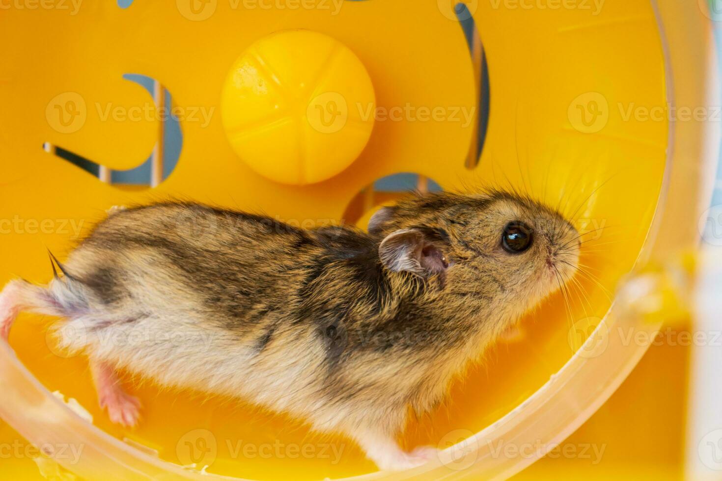 une dzungarien hamster fonctionnement dans une Jaune roue. haute qualité Photos