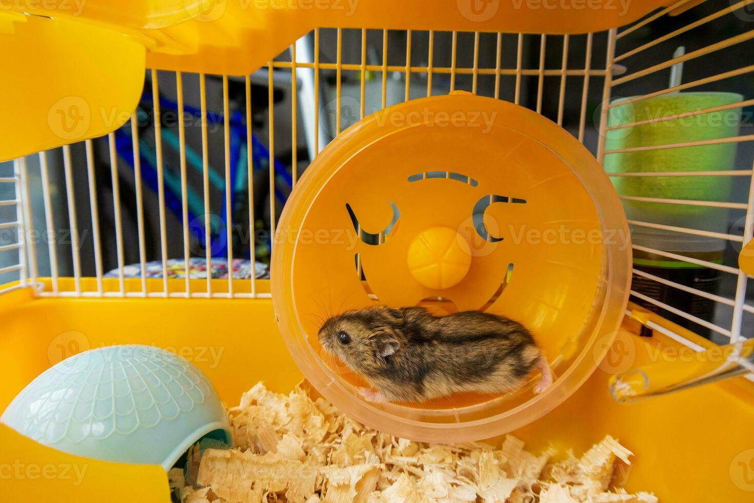 une dzungarien hamster fonctionnement dans une Jaune roue dans une cage. haute qualité Photos
