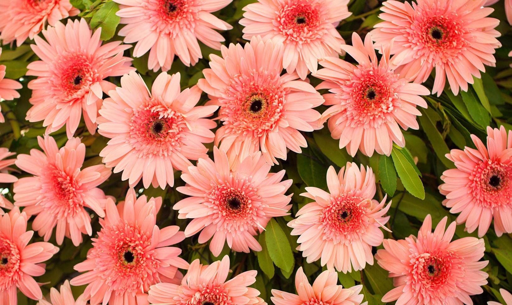 fleurs et feuilles de flore romantique vivantes colorées photo