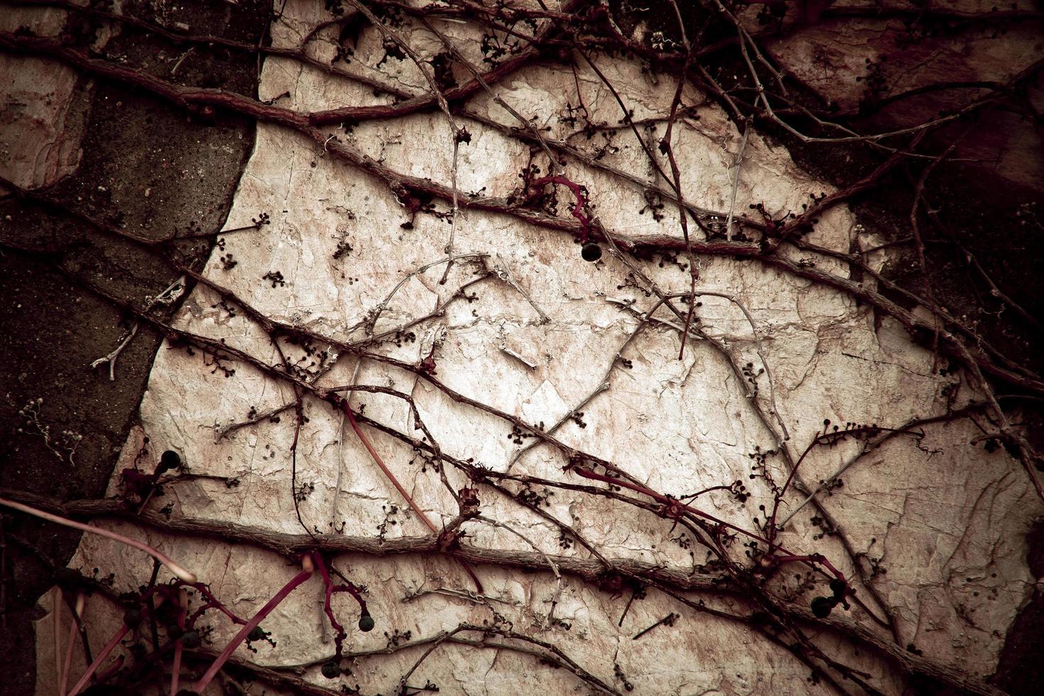 abstrait feuilles naturelles sur le mur photo