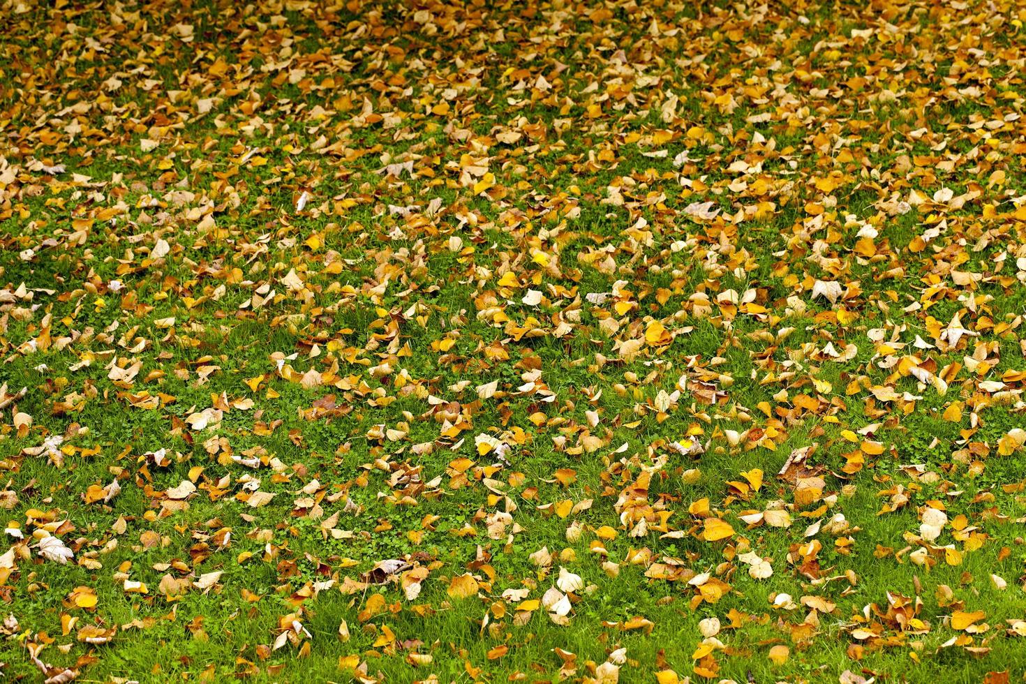 automne automne feuilles sèches concept de flore saisonnière photo