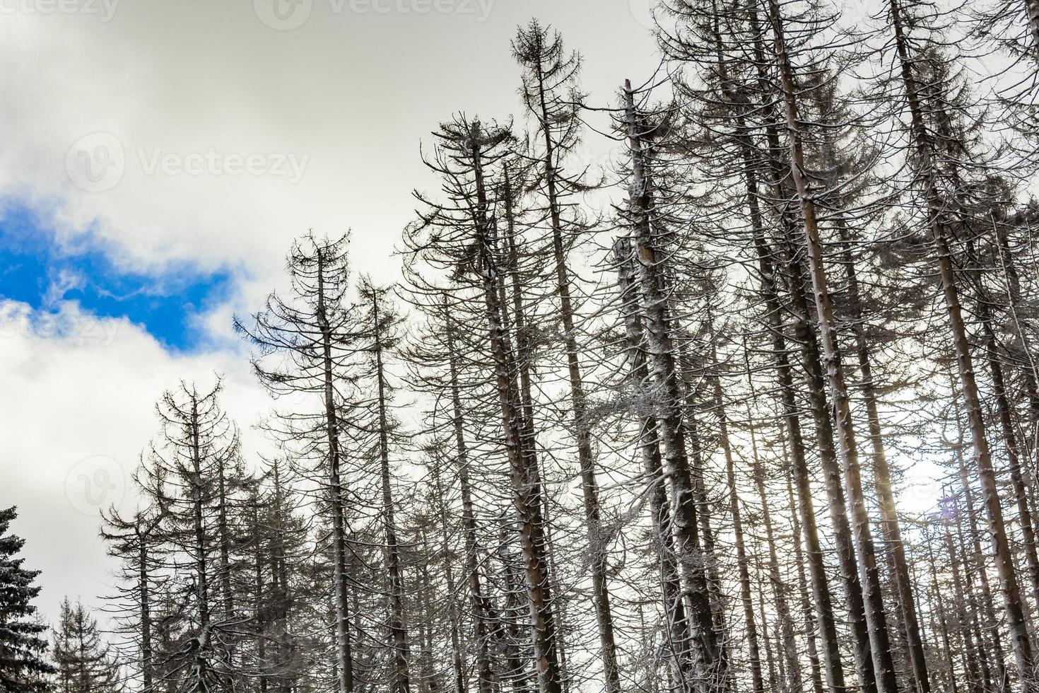 arbres dans les montagnes brocken, harz, allemagne en hiver photo