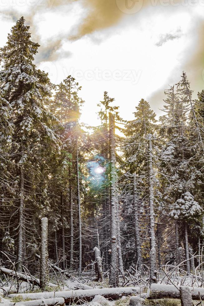 arbres dans les montagnes brocken, harz, allemagne en hiver photo