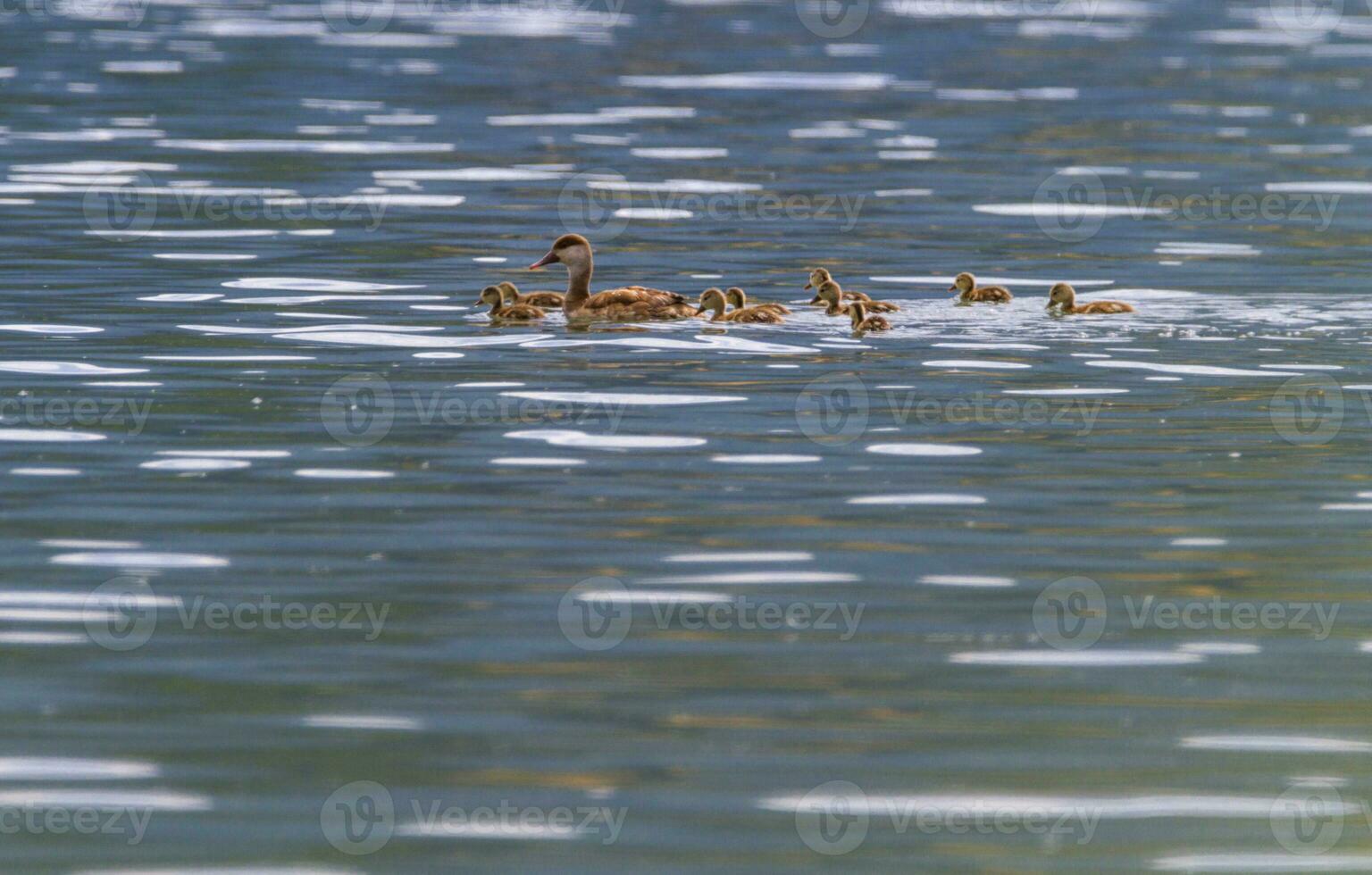 Pochard canard, anas platyrhynchos, et bébés photo