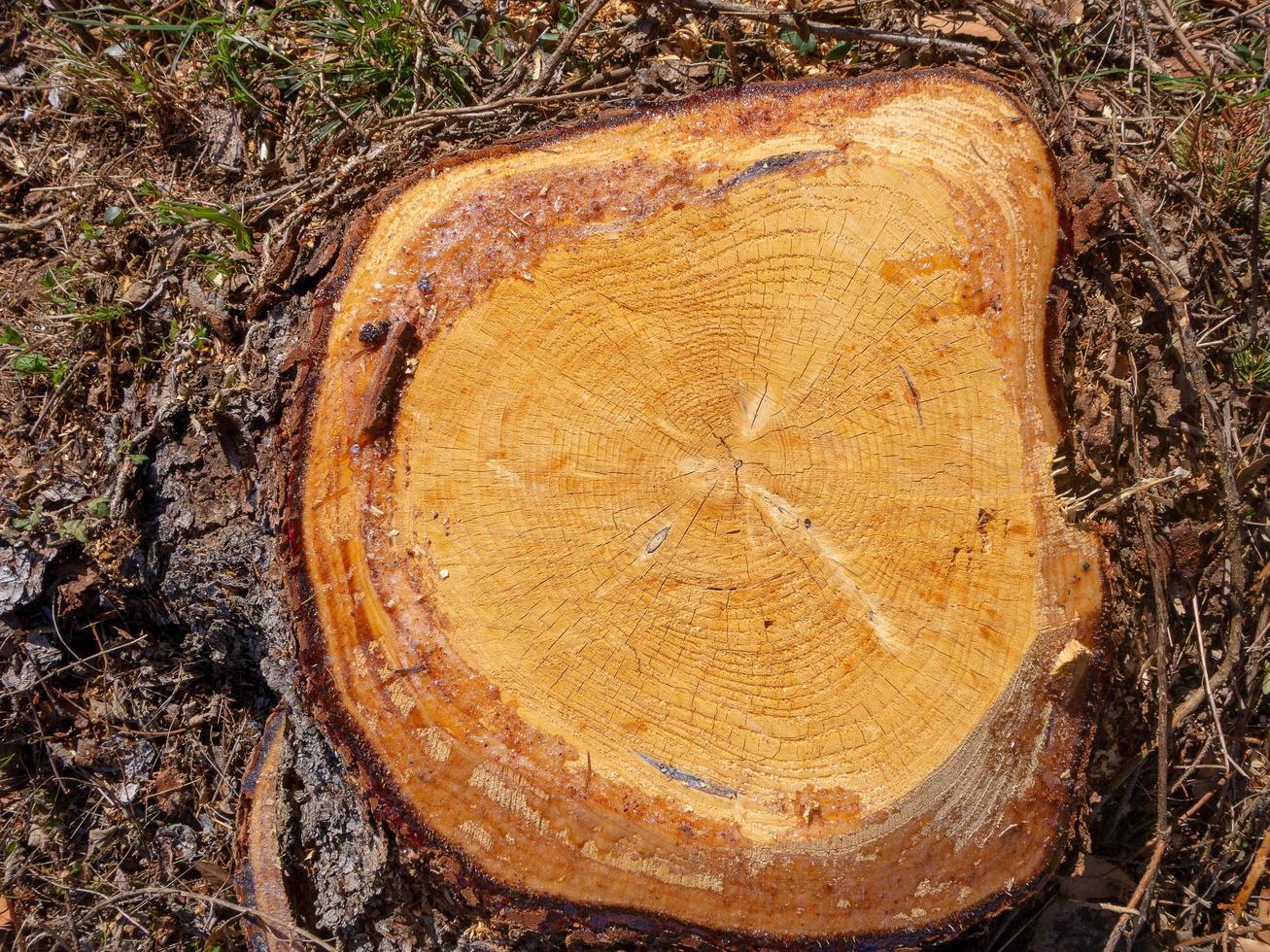 coupe croisée fraîche de bois jaune photo