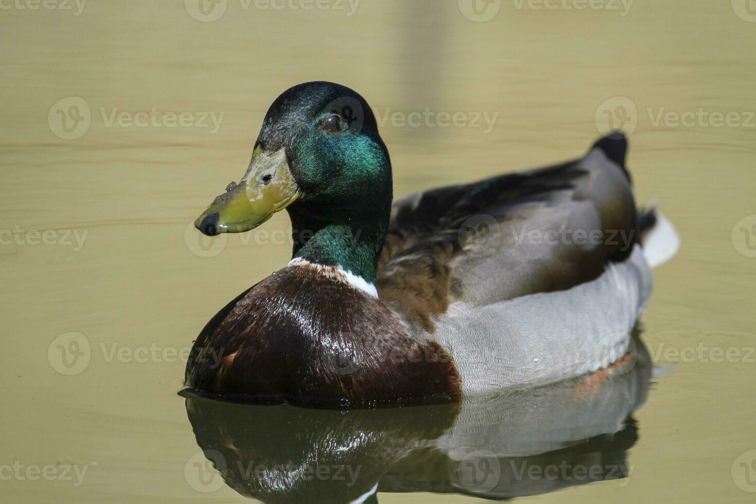 Masculin colvert ou sauvage canard, anas platyrhynchos, portrait photo