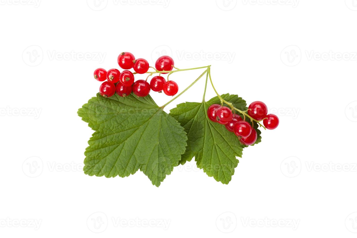 baies isolées. Fruits de groseille rouge isolé sur fond blanc photo