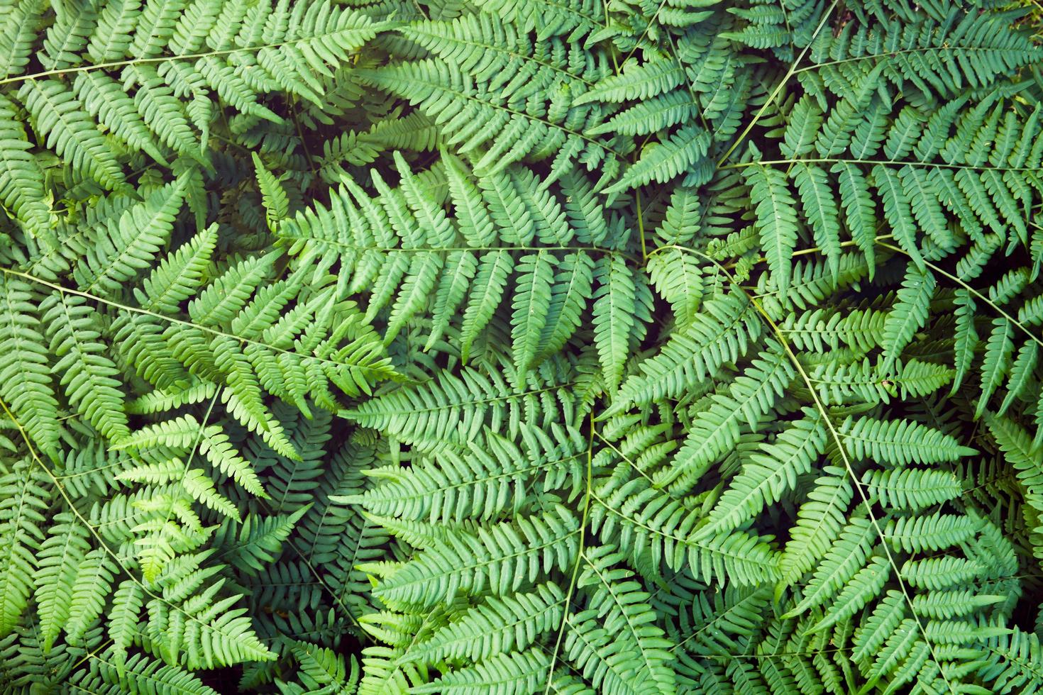 fond de feuilles de fougère verte. photo