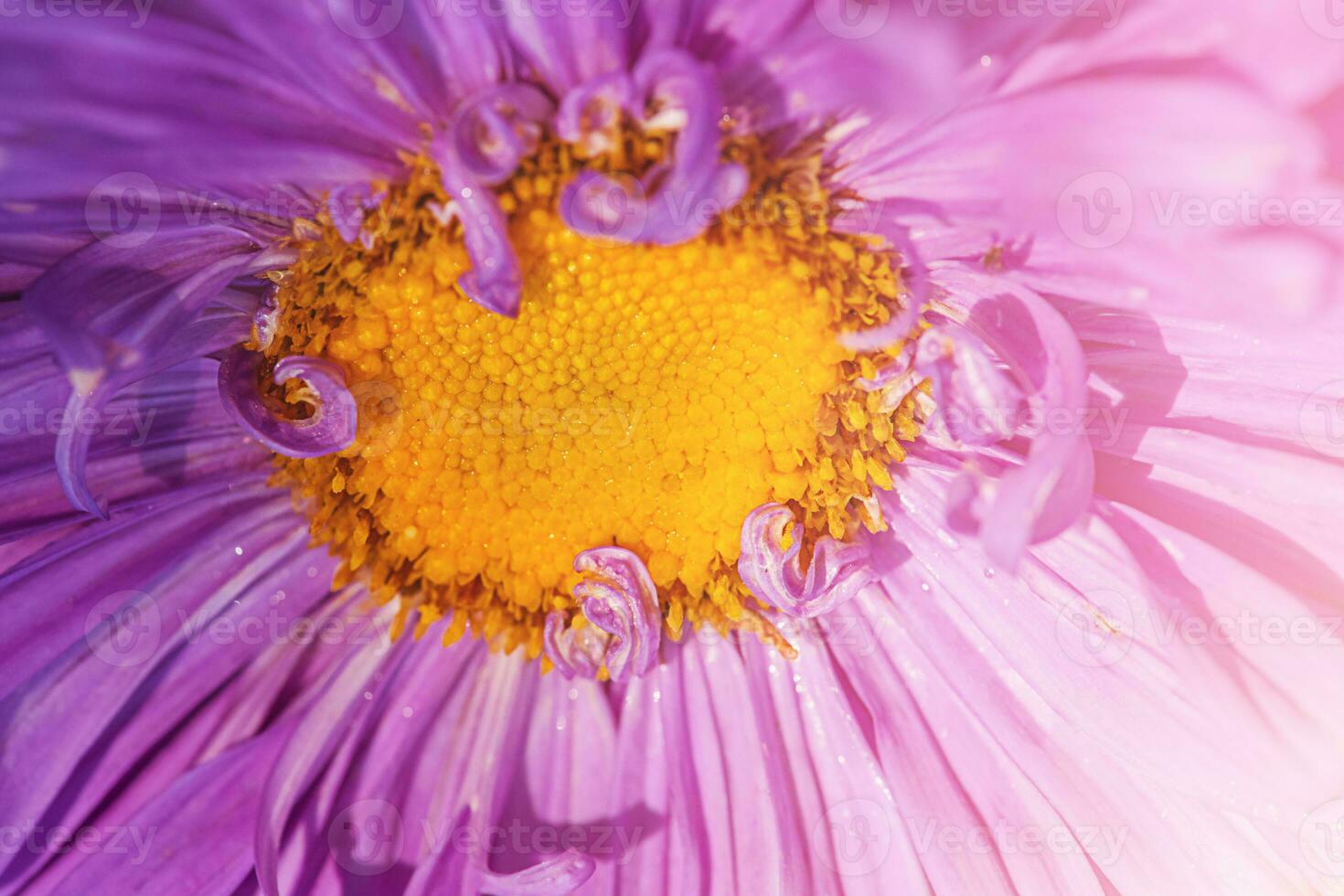 macro photo de violet et Jaune aster fleur. fleur dans ensoleillement comme Contexte.