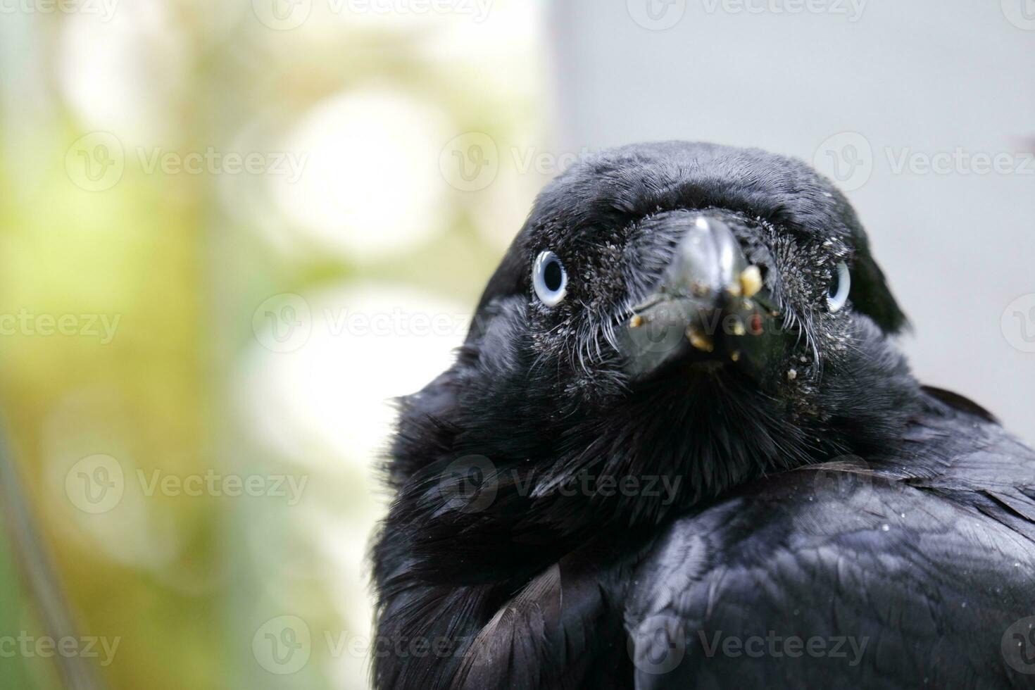 bleu regardé corbeau photo