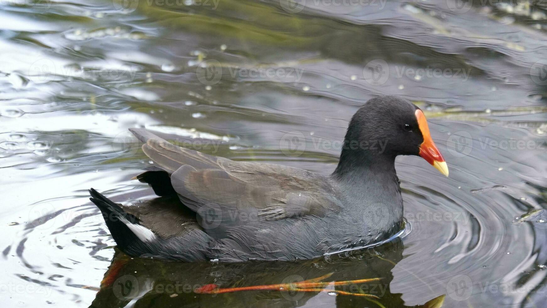 oiseau sur le Lac photo