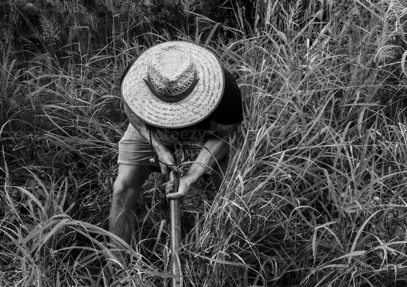 Jeune agriculteur jardinage dans le arrière-cour photo