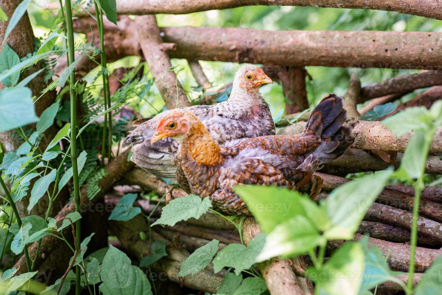 poulet se reposant sur les bois morts à la ferme photo