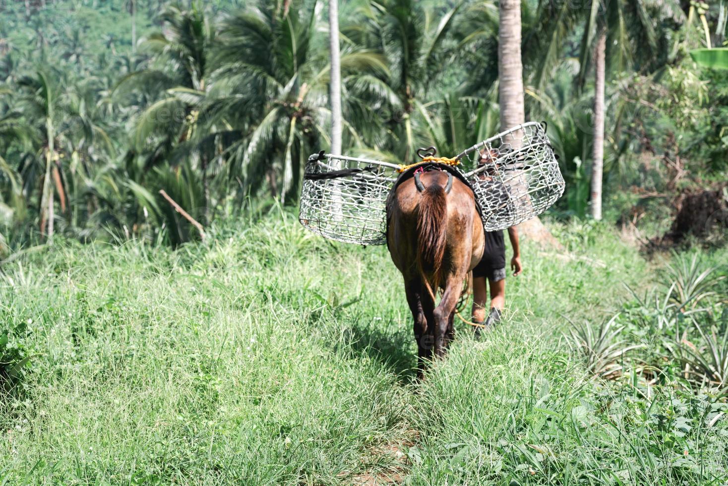 cheval portant un panier en métal utilisé pour transporter les récoltes de la ferme photo