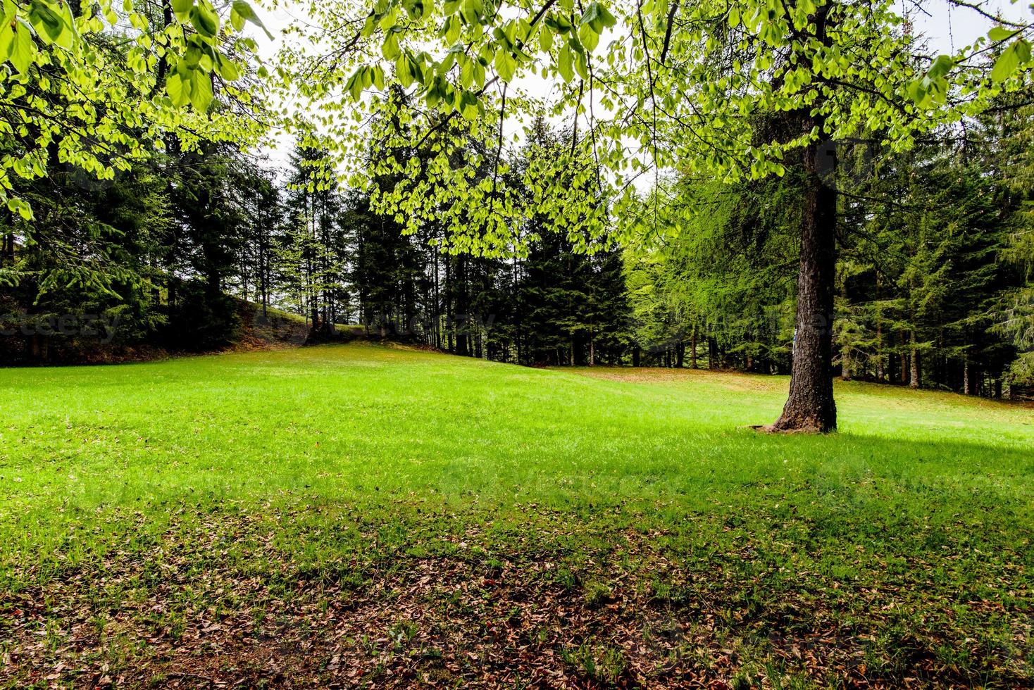 2021 05 15 pelouse de cortina parmi les arbres photo