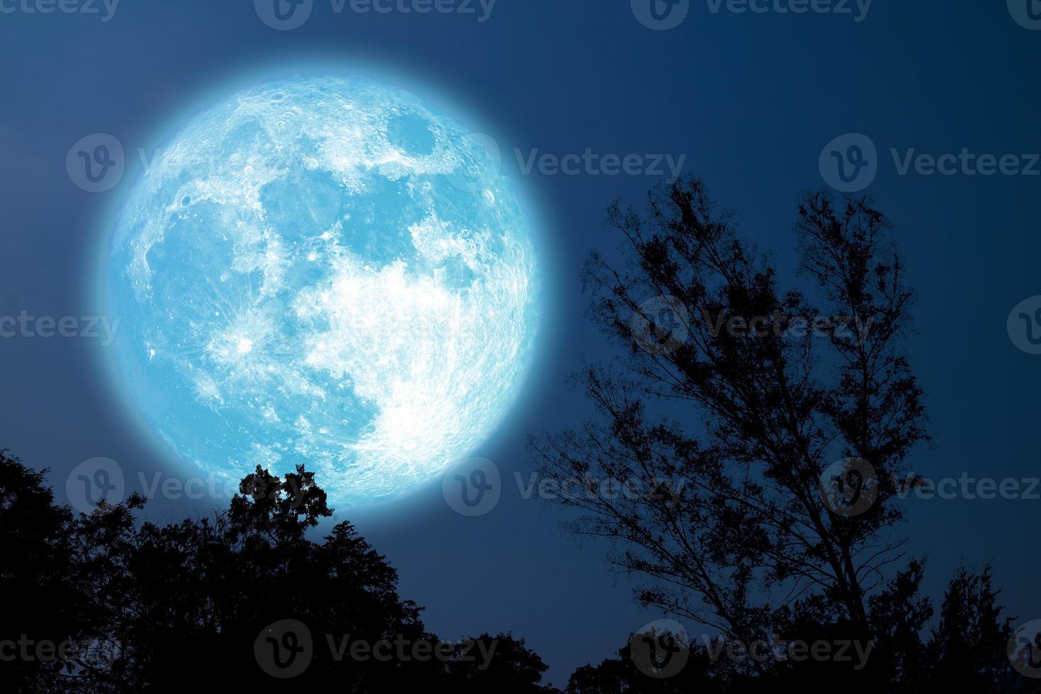 Arbre à pleine fleur de silhouette de lune bleue dans le champ sur le ciel nocturne photo