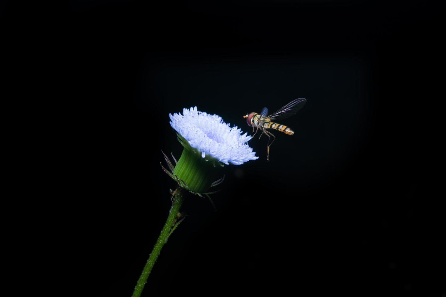 abeille avec fleur blanche sur fond noir photo