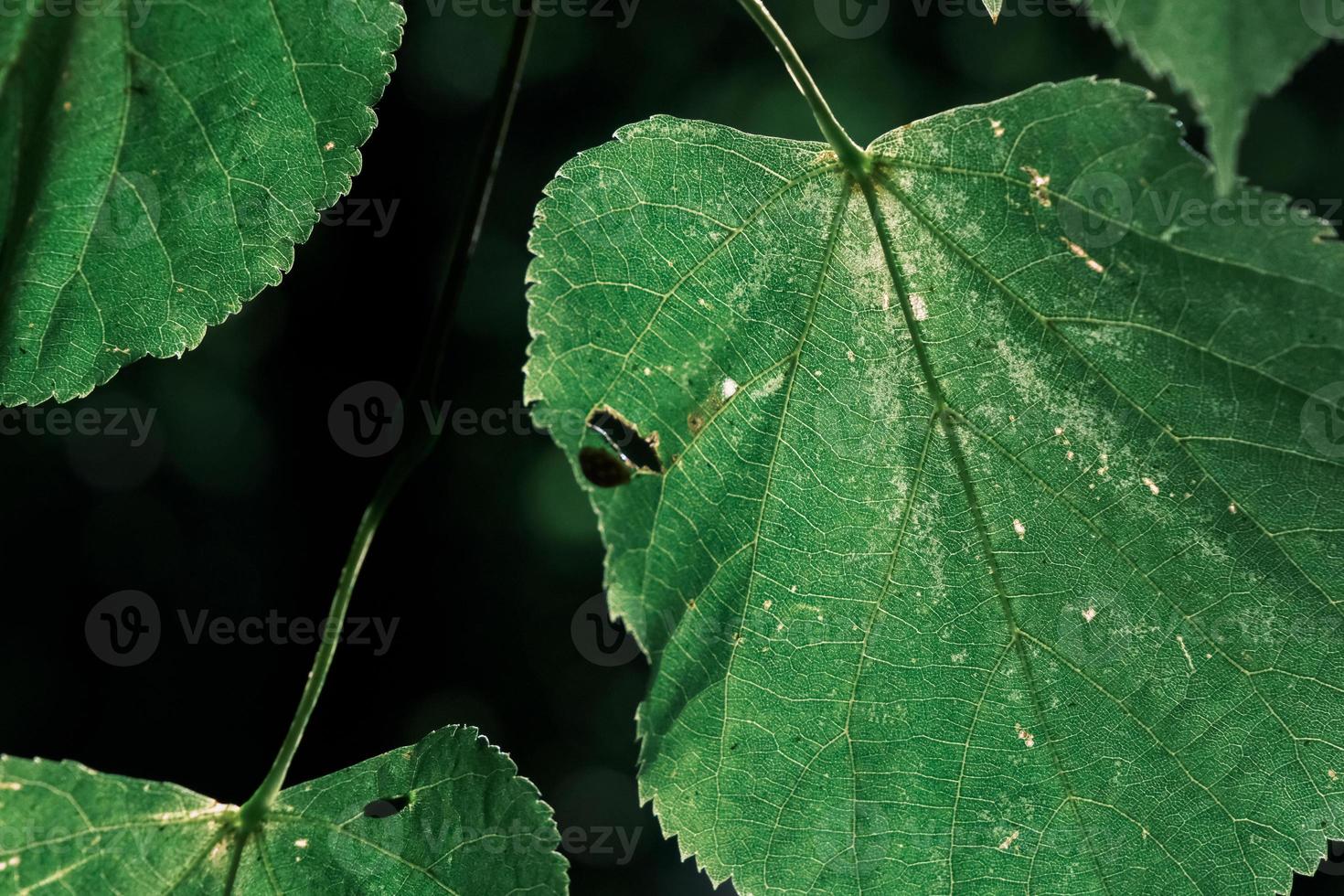 feuilles vertes se bouchent sur un arbre au soleil dans un climat tropical photo