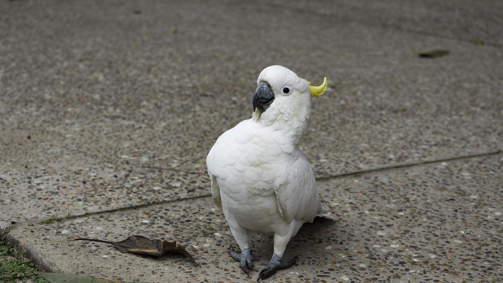 oiseau blanc sur sol en brique brune photo