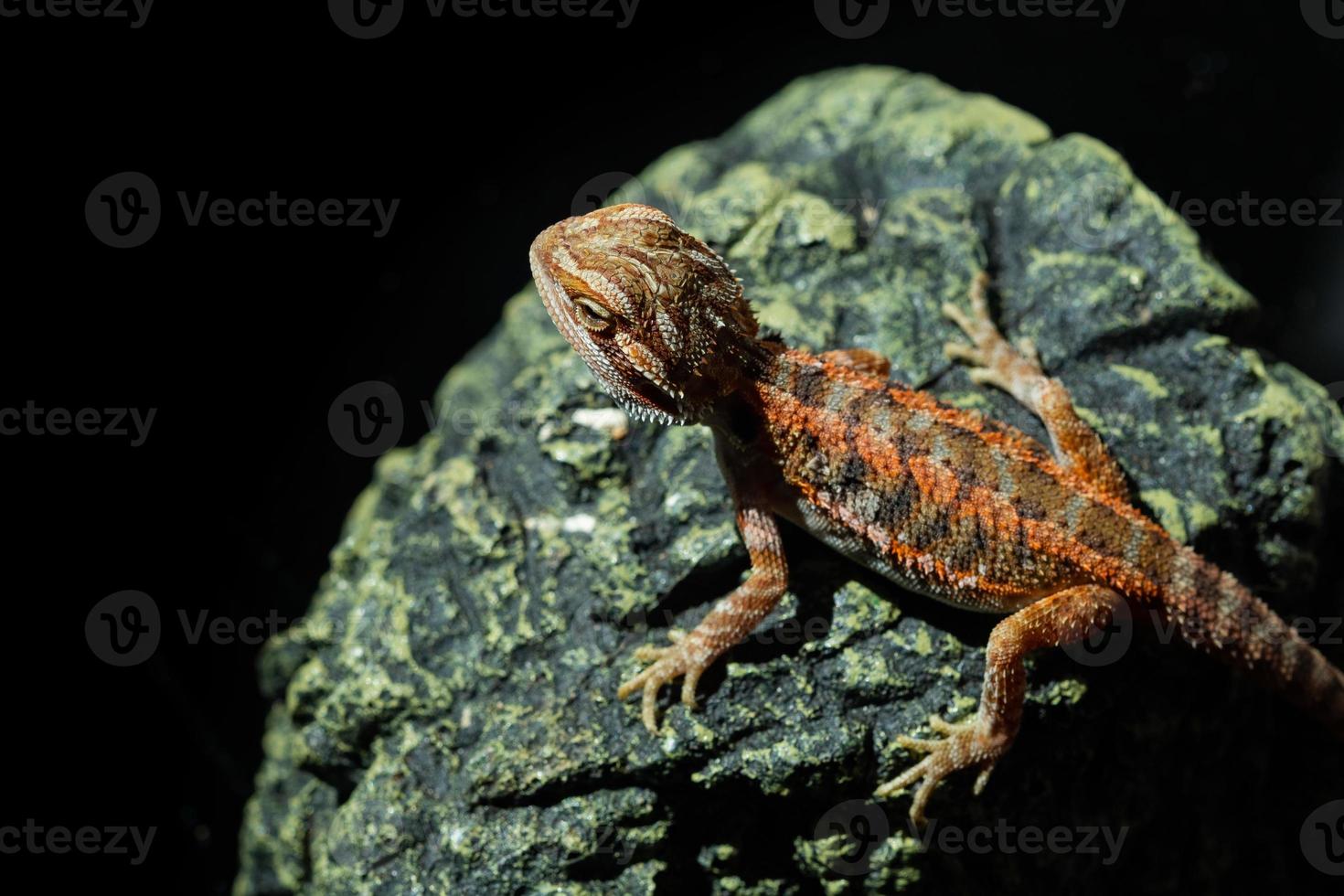 dragon barbu au sol avec arrière-plan flou photo