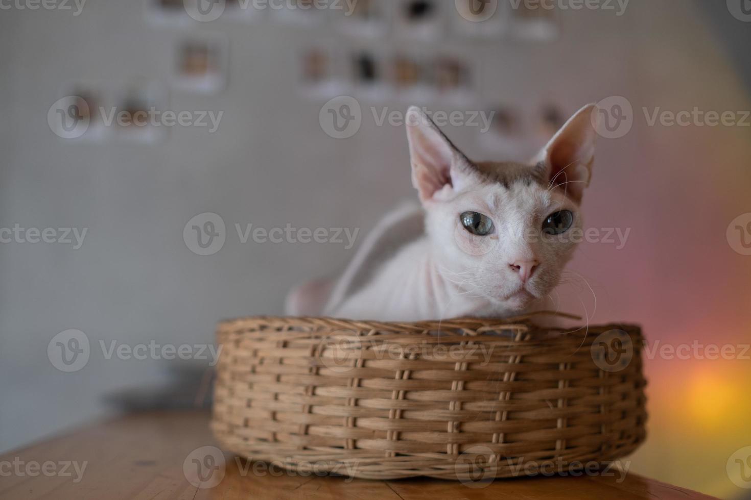 gros plan d'un chat au sol, animal domestique photo