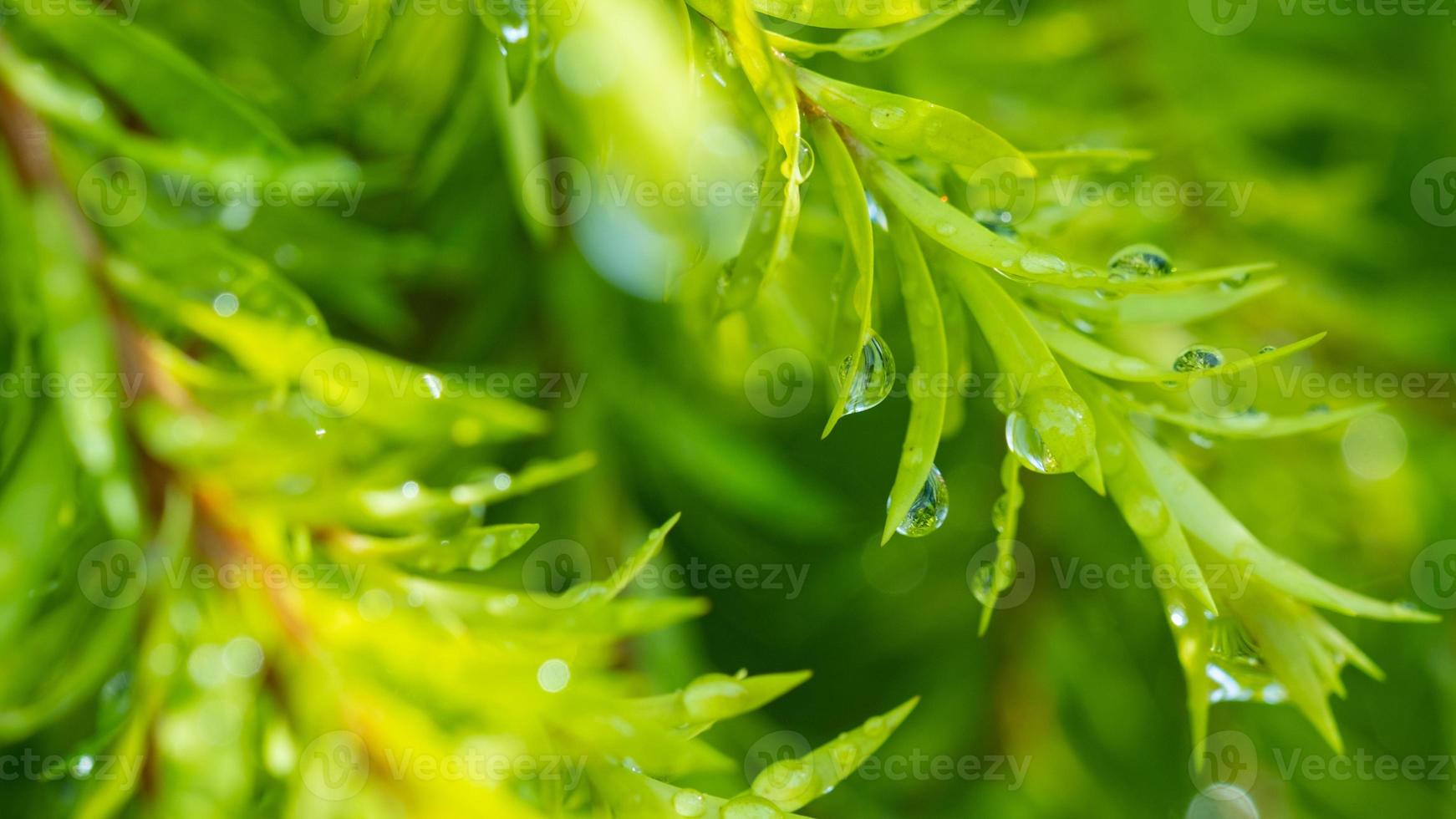 eau sur fond de congé, nature feuille verte photo