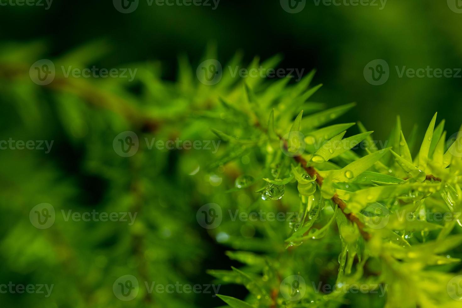 eau sur fond de congé, nature feuille verte photo