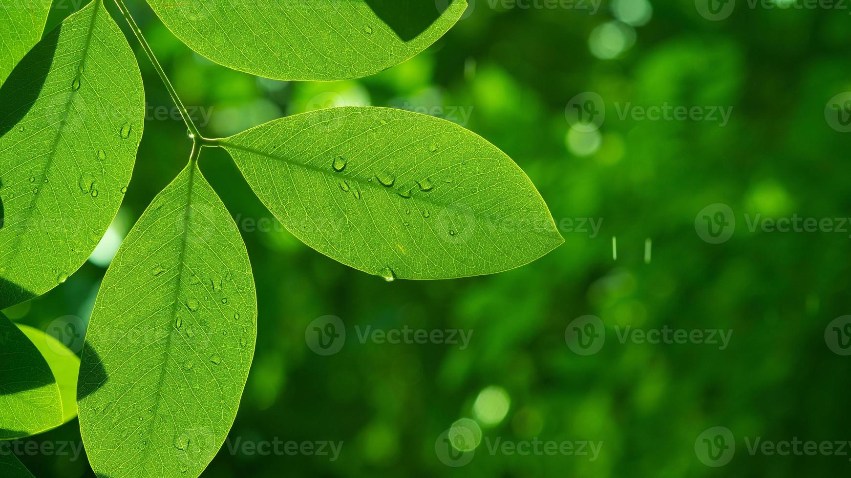 eau sur fond de congé, nature feuille verte photo