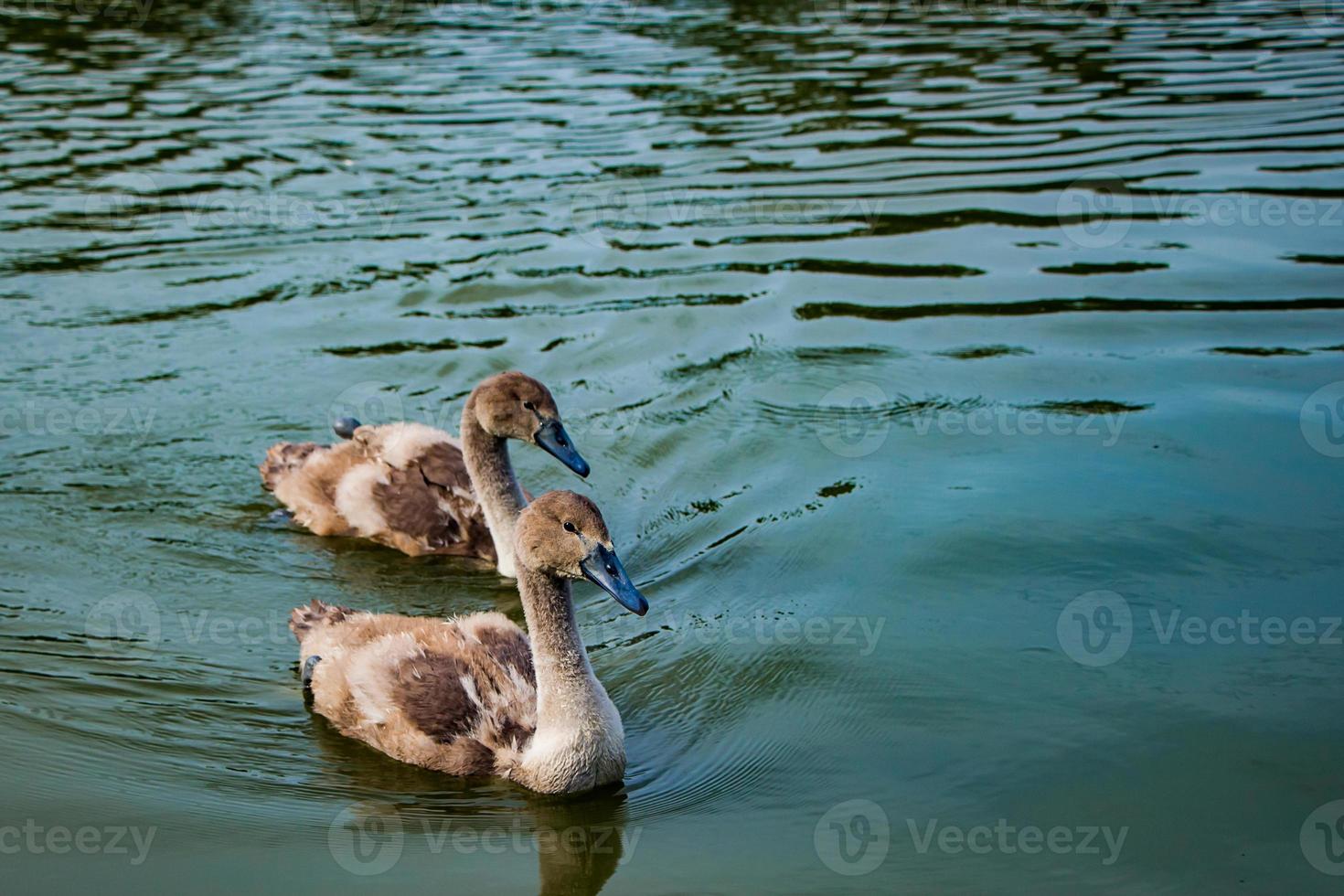 les jeunes cygnes nagent dans l'étang dans l'eau claire photo