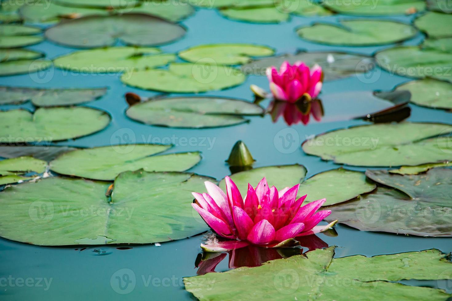 lotus roses dans l'eau claire photo