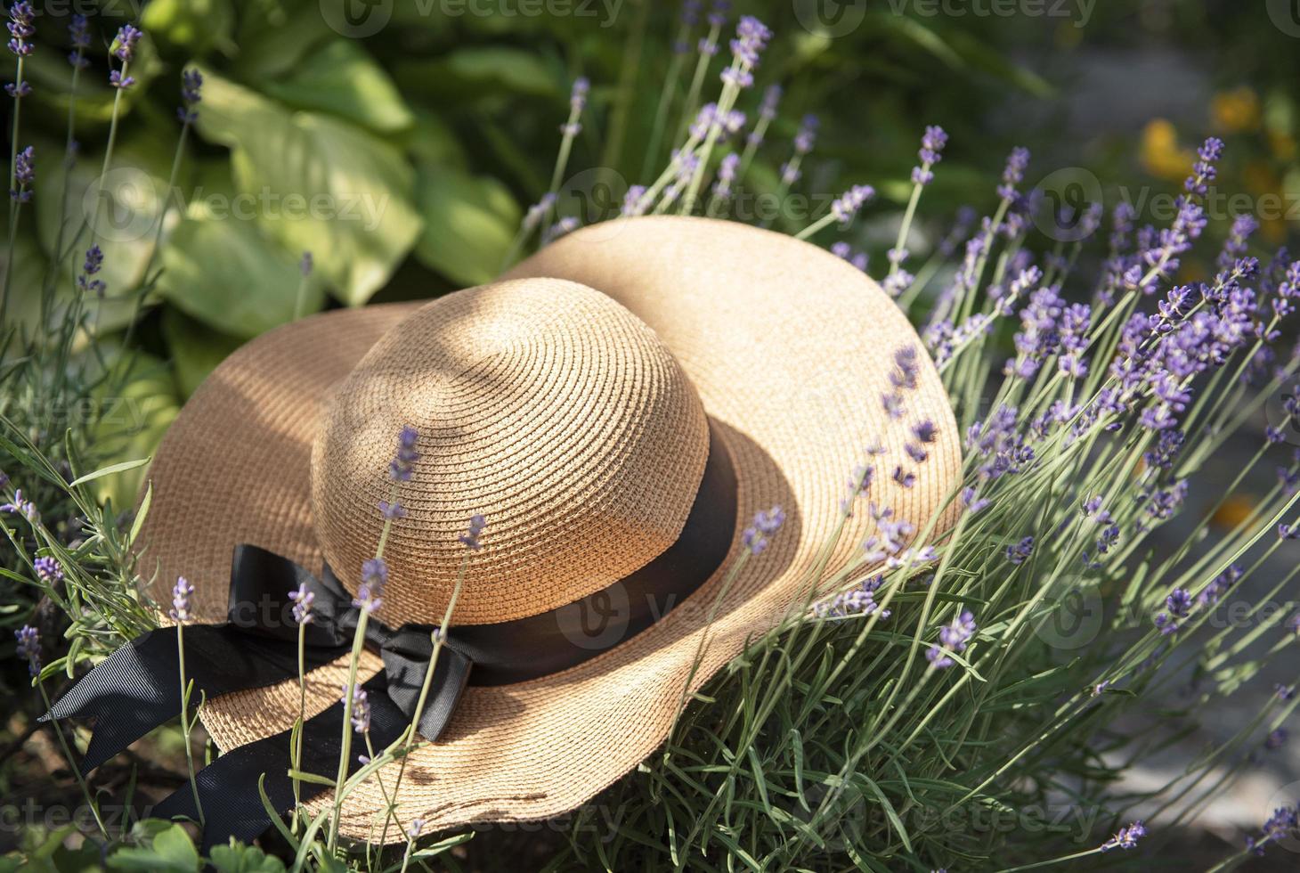 grand chapeau de paille dans les buissons de lavande photo