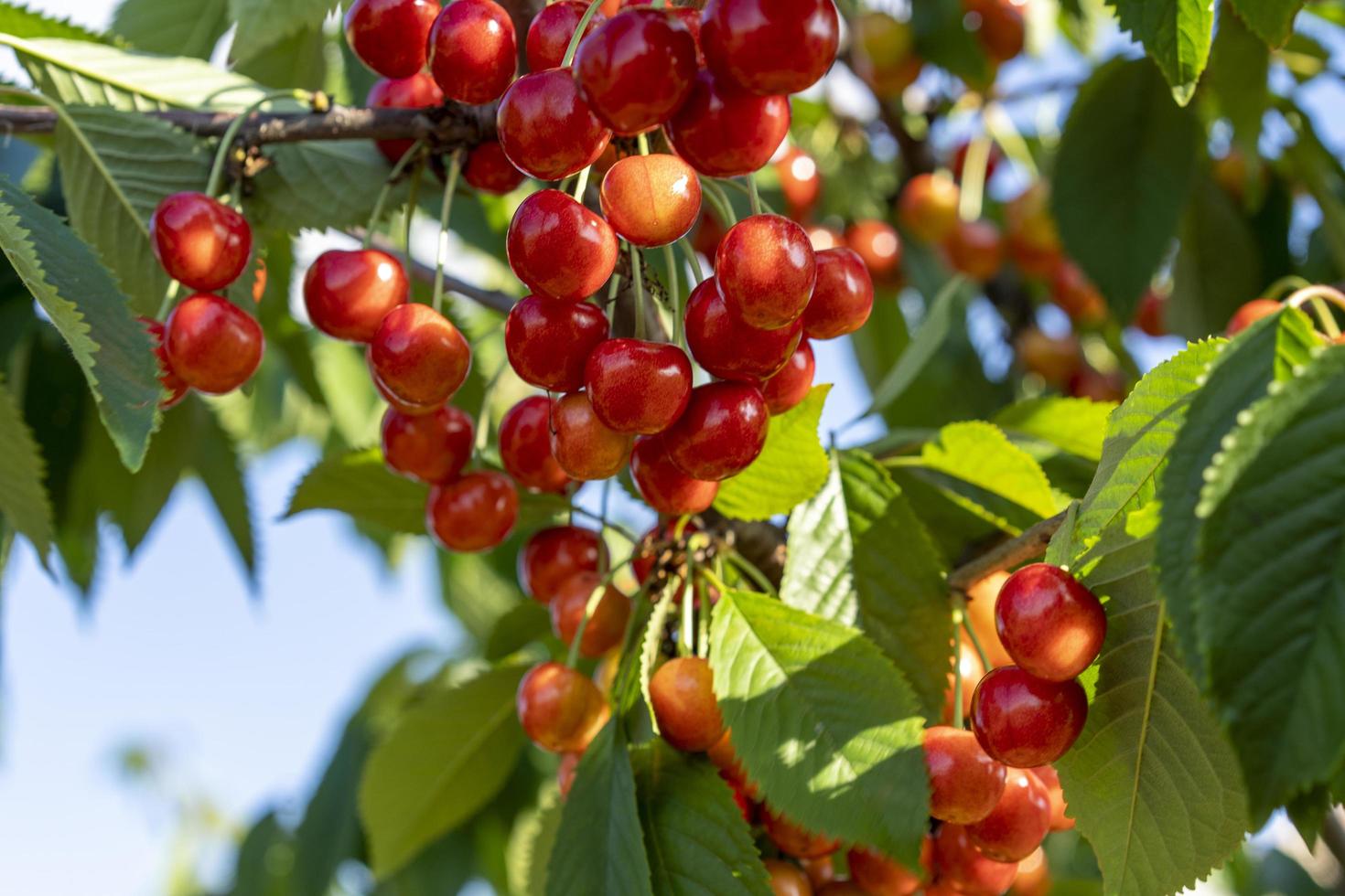 des cerises rouges sur les branches de l'arbre se balancent dans le vent. photo