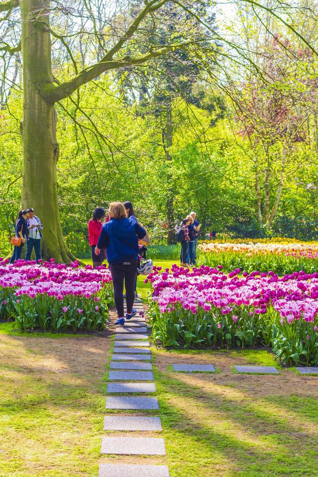 lisse, Pays-Bas, 20 avril 2014 - tulipes colorées et jonquilles dans le parc des tulipes de Keukenhof photo