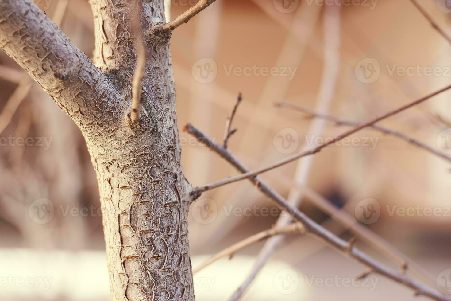 Jeune arbre tronc photo