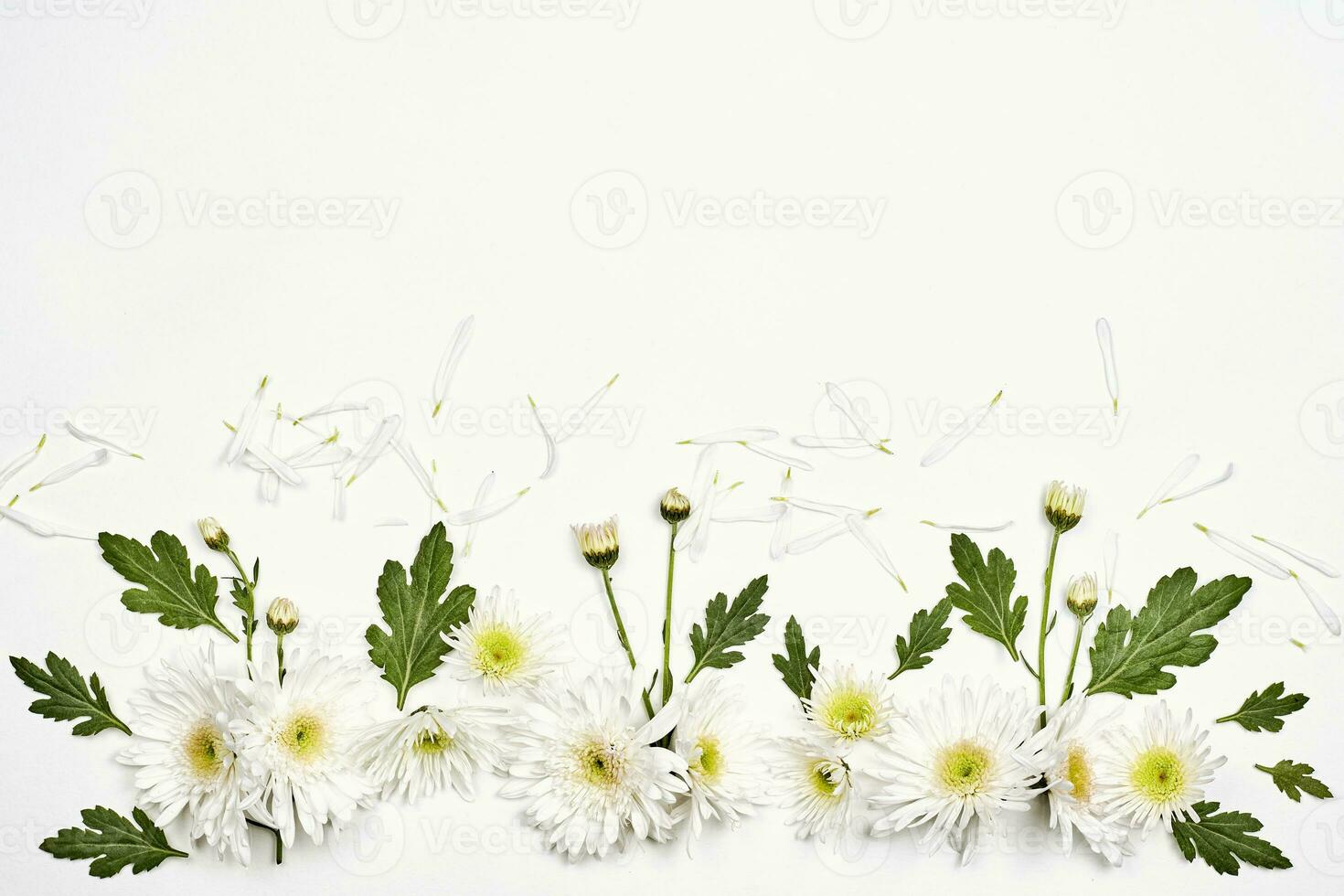 brillant printemps fleurs sur blanc photo