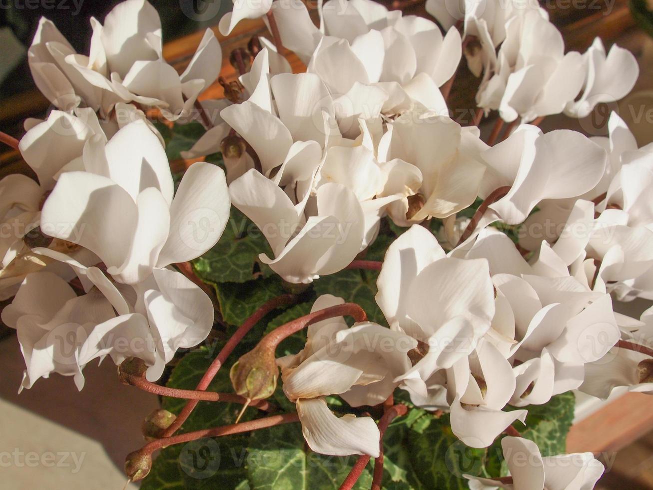 fleurs de cyclamen blanc photo