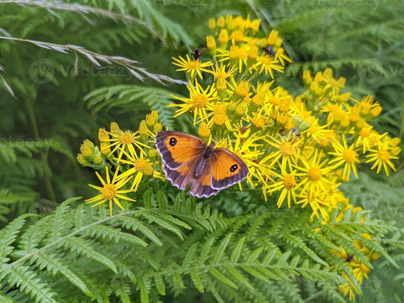 Papillon gardien se nourrissant de fleurs de séneçon commun photo